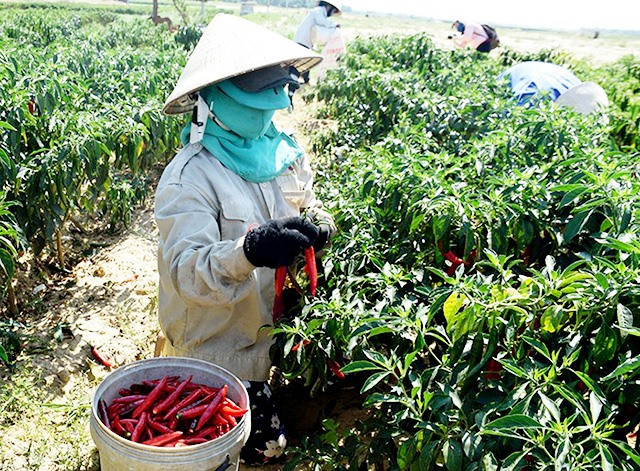 HTX Nông nghiệp Lệ Bắc liên kết với Công ty Thương mại Việt Thắng tổ chức cho nông dân xã Duy Châu sản xuất ớt theo phương thức bao tiêu toàn bộ sản phẩm. Ảnh: T.L