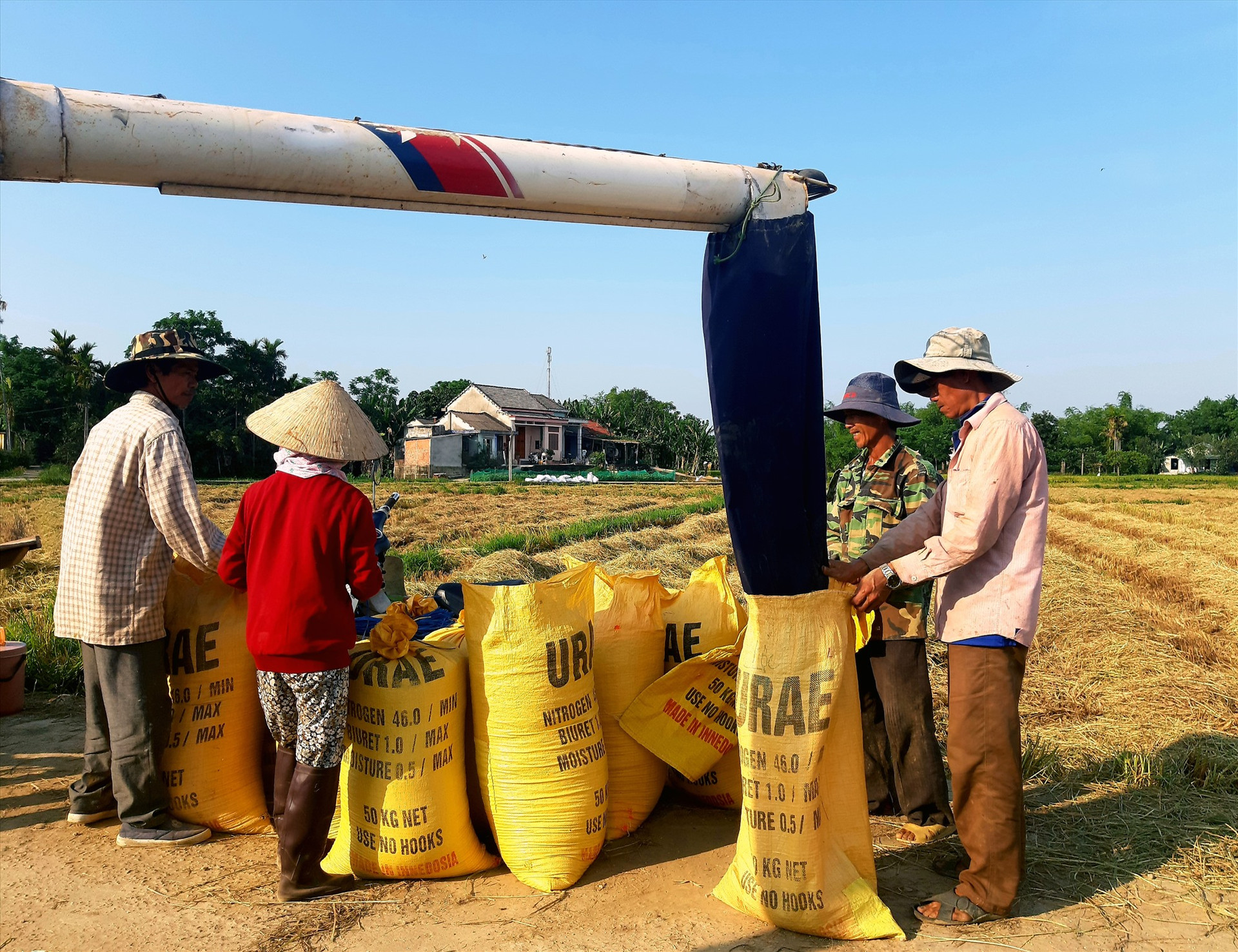 Vụ đông xuân vừa qua, nông dân huyện Quế Sơn rất phấn khởi vì năng suất lúa đạt khá cao. Ảnh: T.S
