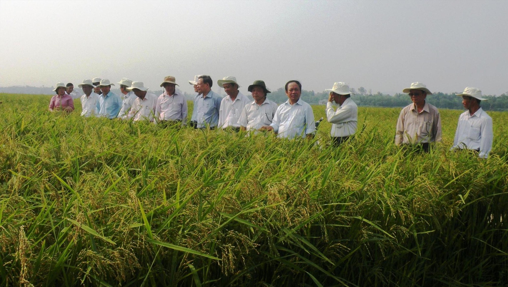 Trên những mô hình cánh đồng mẫu lớn, nông dân Quế Xuân 1 liên kết với các doanh nghiệp sản xuất giống lúa hàng hóa.     Ảnh: VĂN SỰ