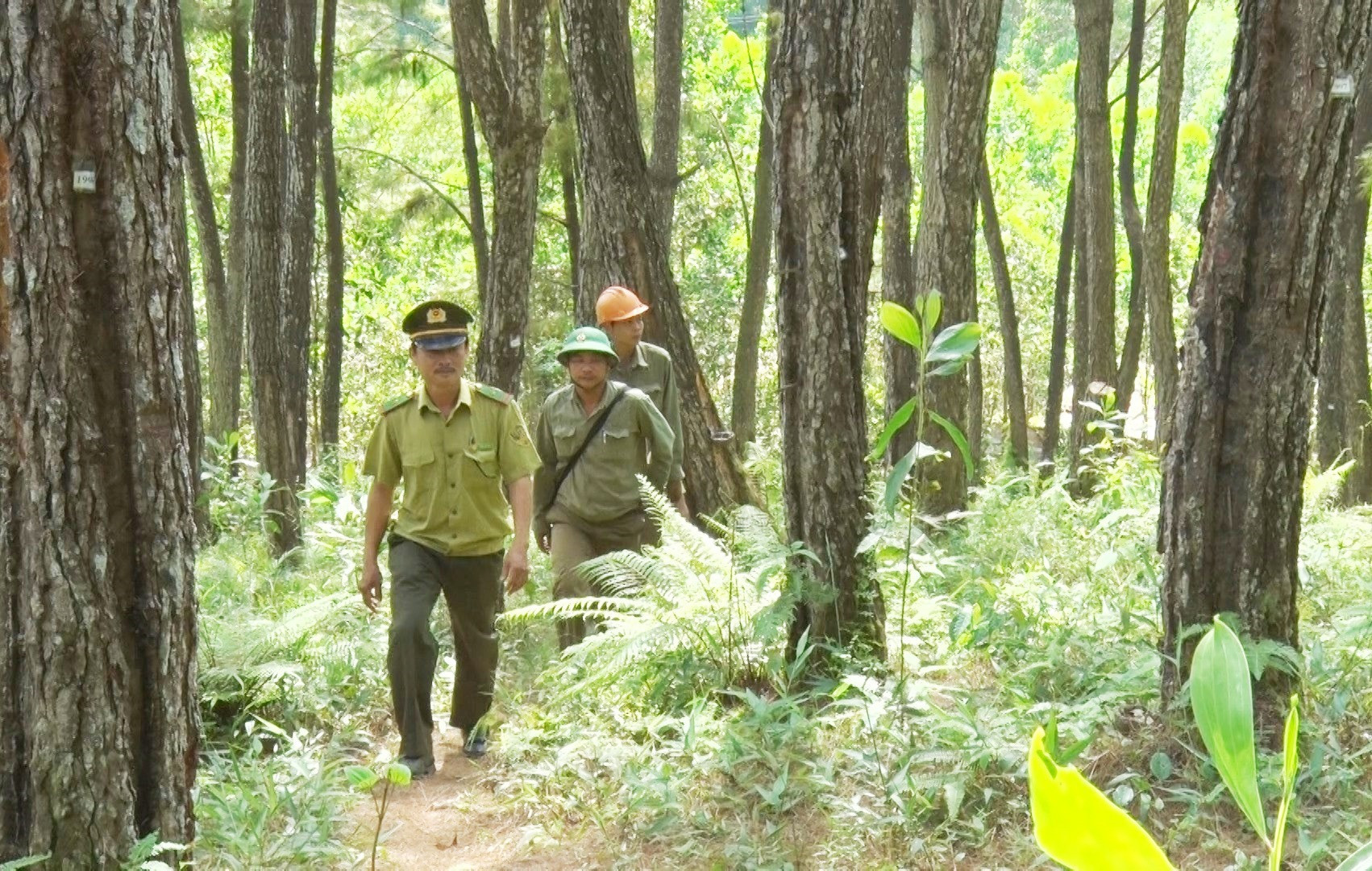 Để ngăn các mối nguy cơ dẫn đến cháy rừng, lực lượng kiểm lâm, bảo vệ rừng Tiên Phước thường xuyên tuần tra. Ảnh: Đ.Q