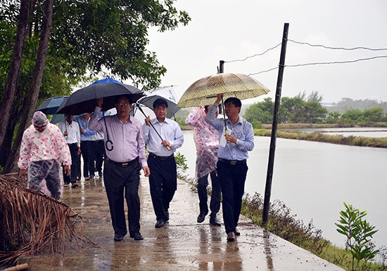 Chủ tịch UBND tỉnh Đinh Văn Thu khảo sát thực tế chuẩn bị thu hồi hiện trạng đất nuôi trồng thủy sản tại xã Tam Hòa (Núi Thành) để xây dựng dự án đường ven biển 129 giai đoạn 2.