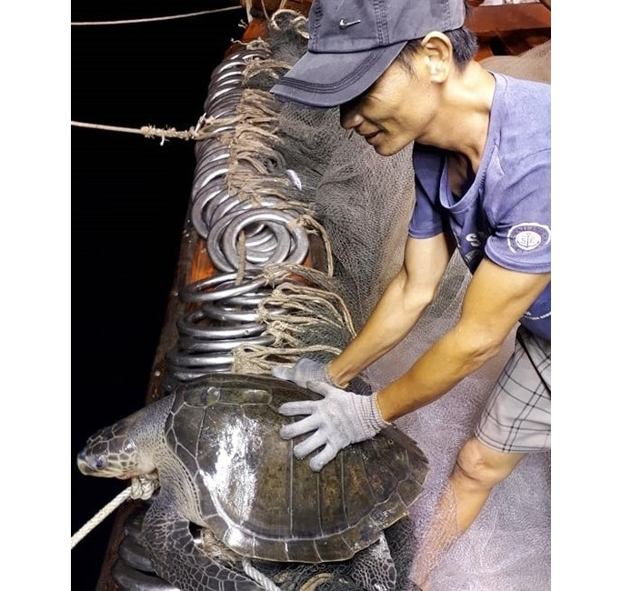 Cá thể rùa mắc lưới ngư dân Tam Tiến sáng 27.5.