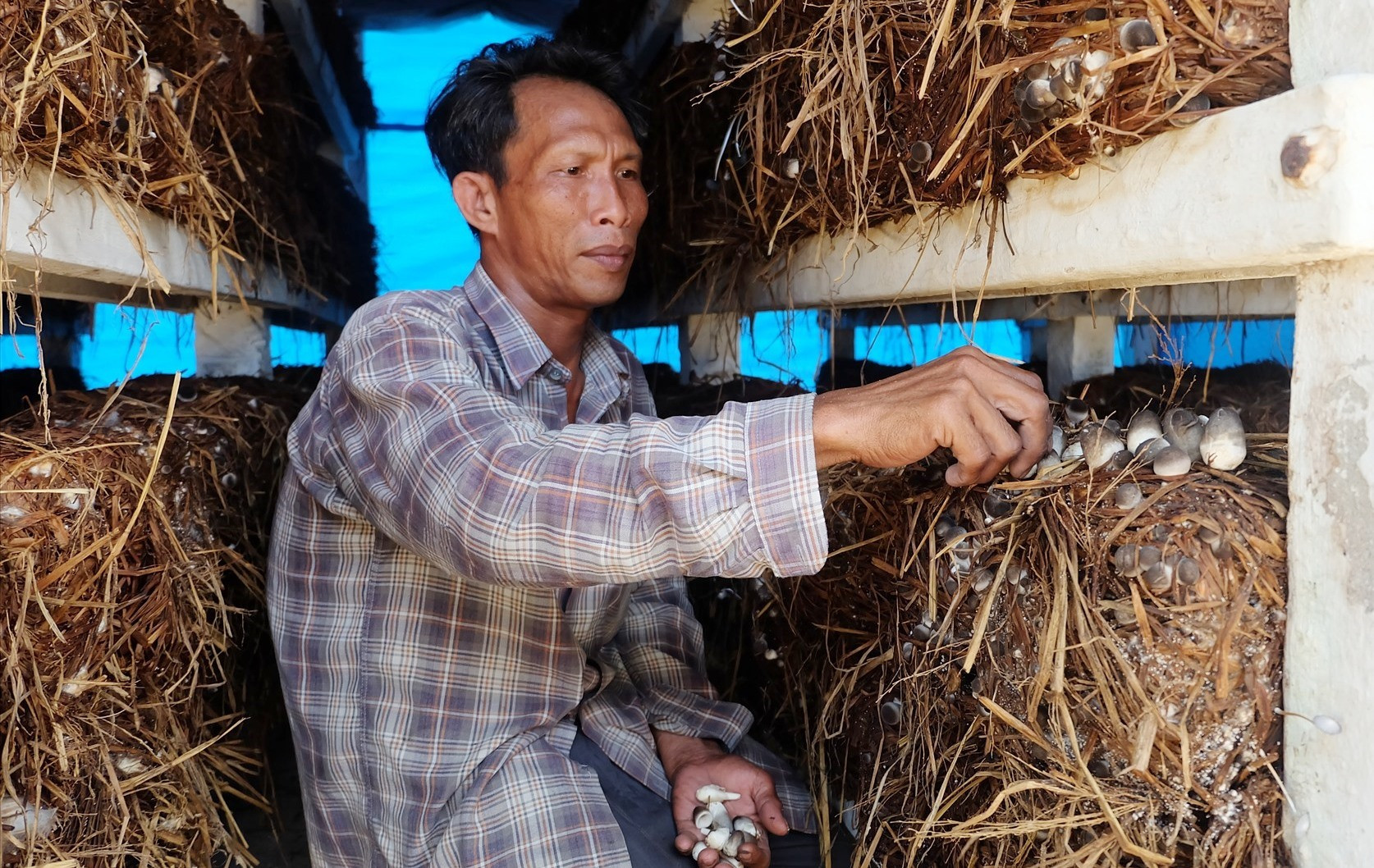 Anh Nguyễn Văn Tiến đang thu hoạch nấm rơm. Ảnh: M.L