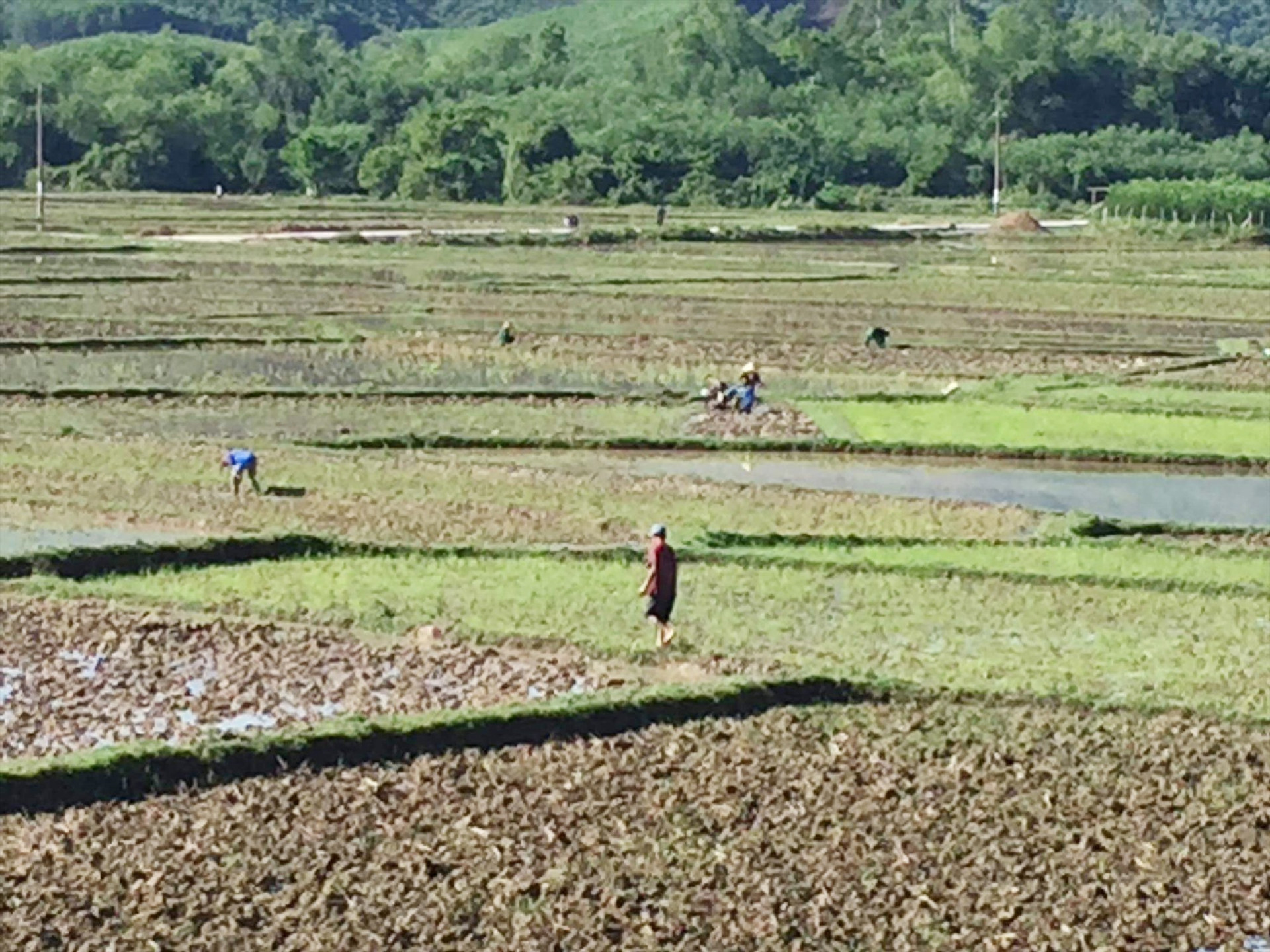 Nông dân huyện Nông Sơn đang hối hả vào vụ hè thu 2020 với tinh thần “dốc sức chống hạn”. Ảnh: HOÀNG LIÊN
