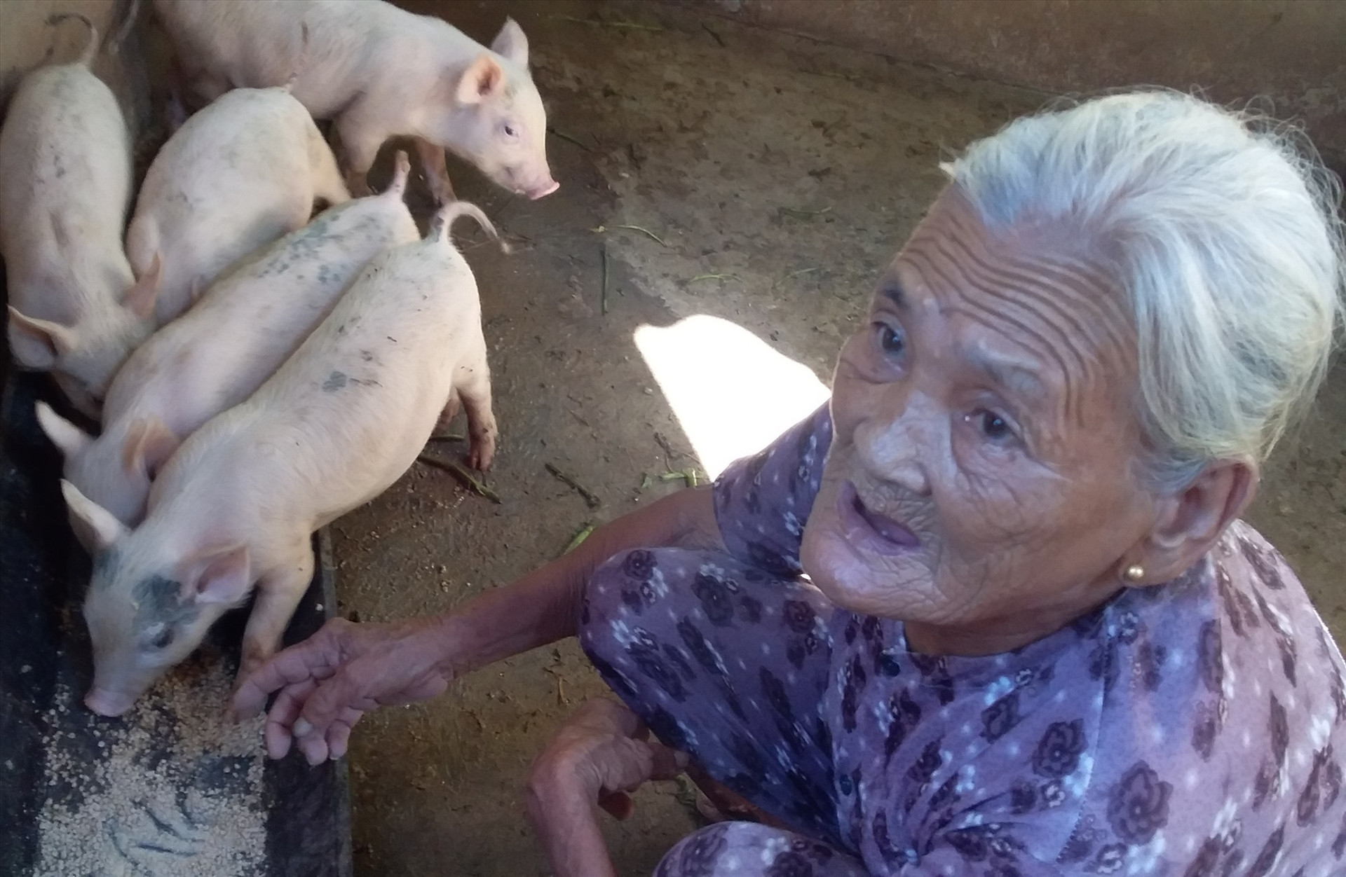 Gia đình bà Huỳnh Thị Trà vừa mua 5 con heo để tái đàn với giá khá cao. Ảnh: G.B