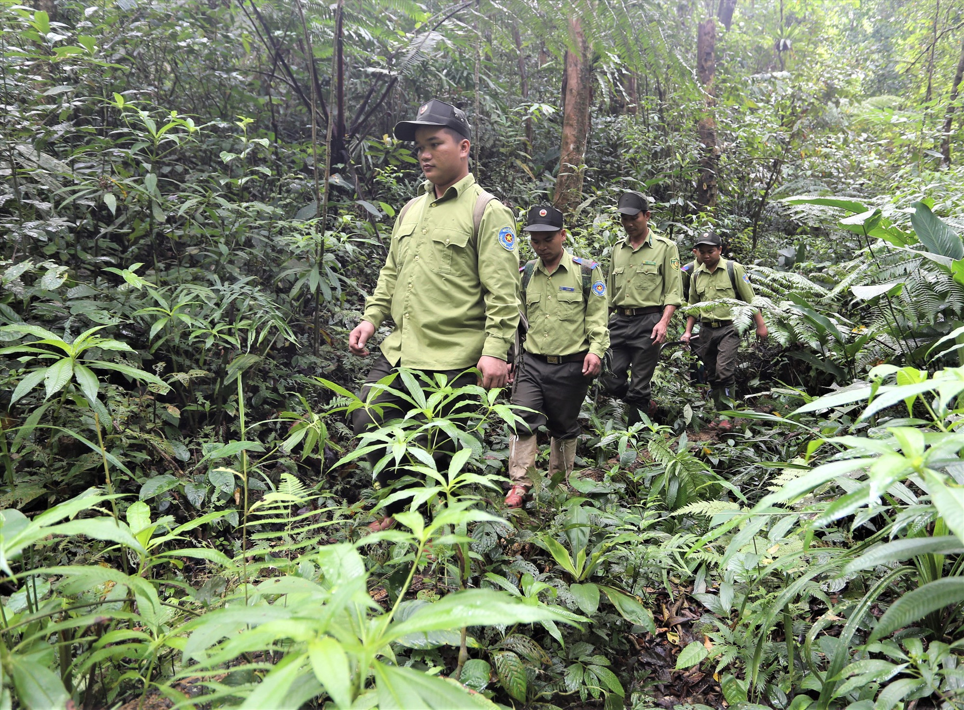 Lực lượng Ban Quản lý Khu bảo tồn loài Sao la Quảng Nam tuần tra bảo vệ rừng. Ảnh: HOÀI AN
