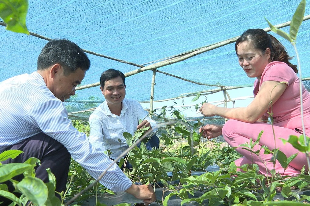 HTX Trung Toàn Phát đầu tư mô hình trồng ba kích tím trên đất đồi, rừng. Ảnh:T.B