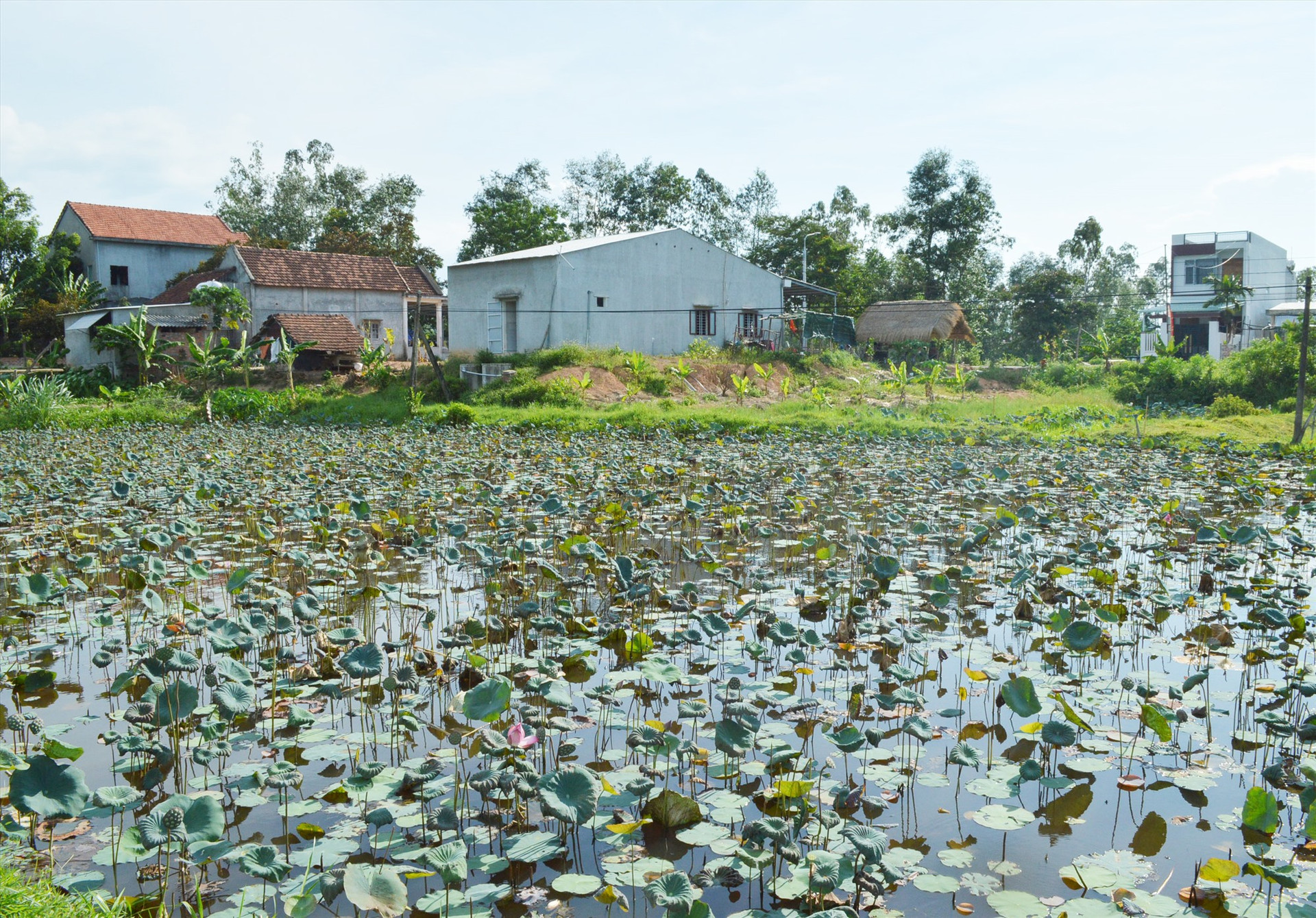 Nhiều hộ dân ở Duy Phú (Duy Xuyên) đã cải tạo ruộng lúa kém năng suất sang trồng sen. Ảnh: V.L