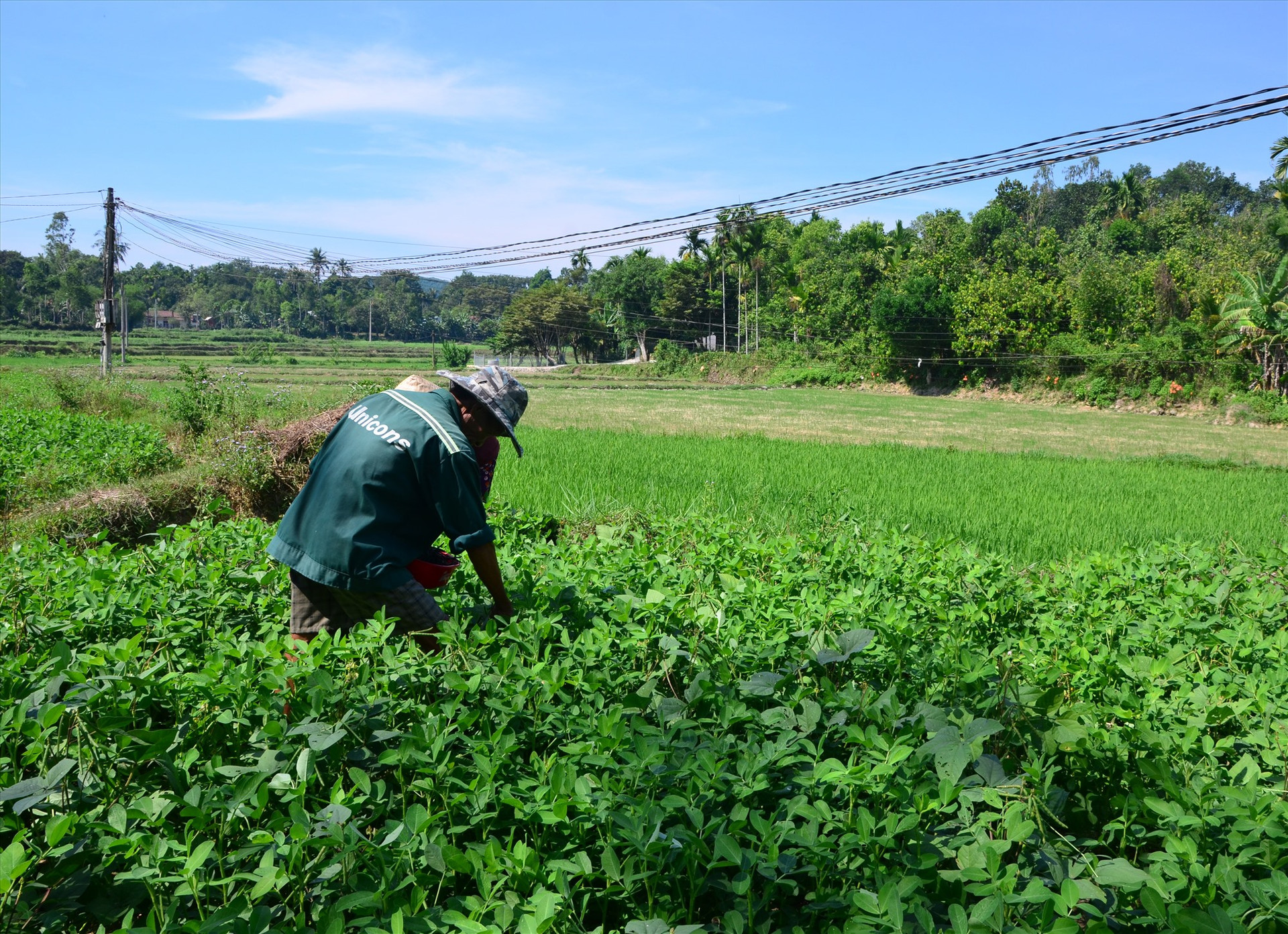 Việc chuyển đổi cây trồng trên đất ruộng một vụ là giải pháp chống hạn hiệu quả được nhiều nông dân ở Tiên Phước lựa chọn. Ảnh: P.H