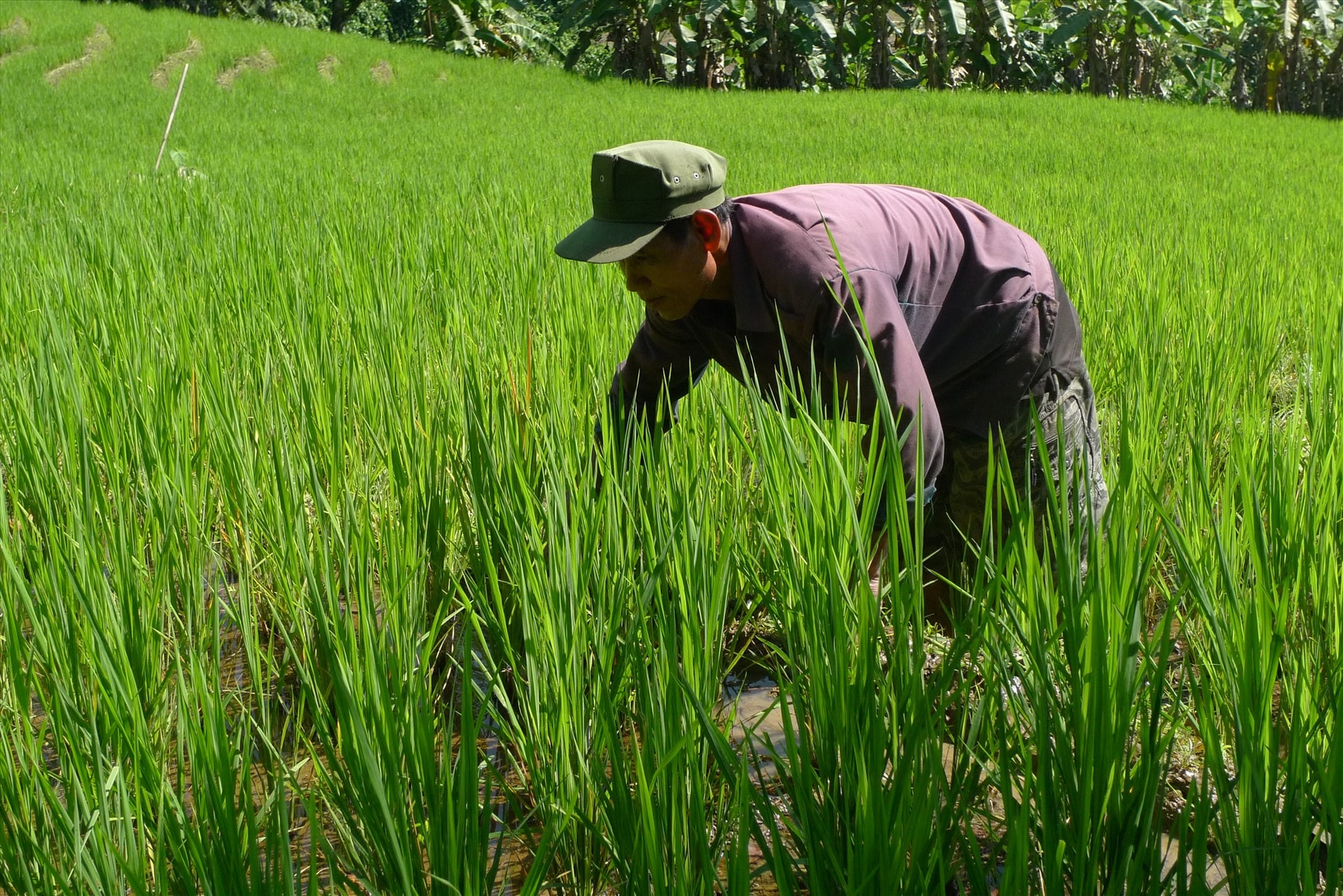 Việc ứng dụng mô hình canh tác lúa cải tiến góp phần tăng năng suất, giảm chi phí cho người dân. Ảnh: M.H