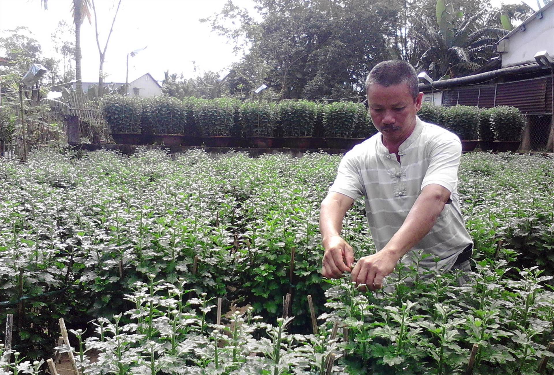 Trồng cây hoa cúc tết ở xã Điện Phong mang lại thu nhập cao. Ảnh: PHẠM LỘC