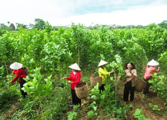 HTX Điện Quang liên kết với Công ty CP Tơ lụa Quảng Nam mở rộng diện tích trồng dâu ở vùng ven sông.