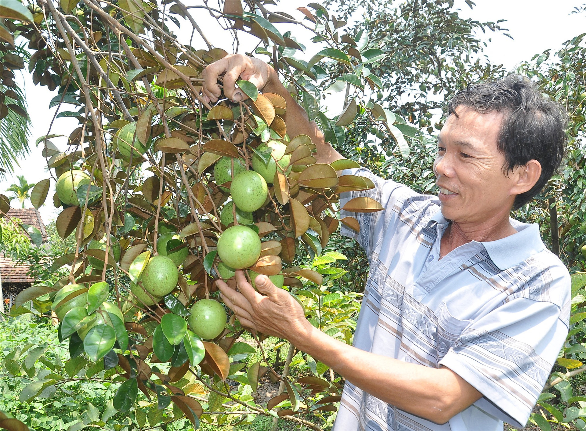 Nhiều địa phương ở Phú Ninh đẩy mạnh phát triển kinh tế vườn - rừng đem lại hiệu quả. Ảnh: V.A