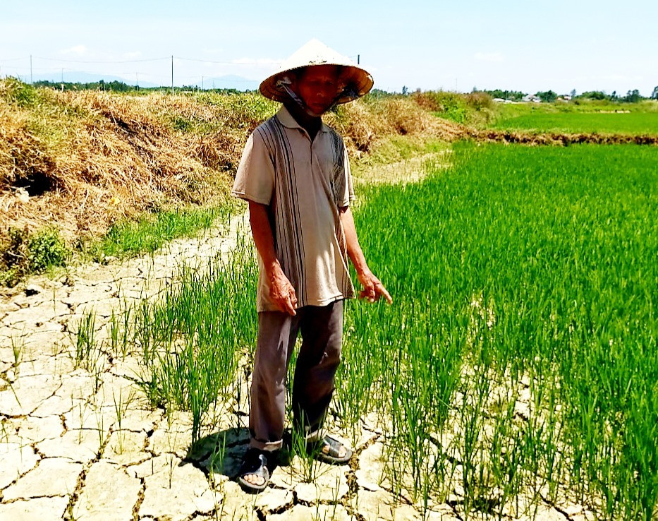 Ông Nguyễn Tấn Thương ở thôn Hà Nam (xã Duy Vinh) đang lo lắng cho 4 sào lúa của mình trước tình trạng khô hạn kéo dài. Ảnh: VĂN SỰ