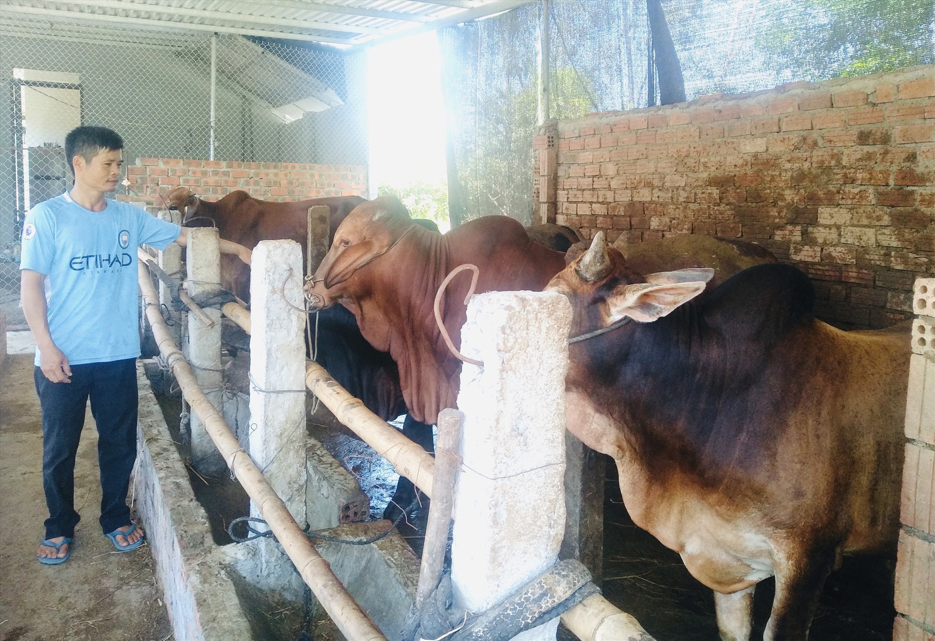 Mô hình chăn nuôi bò đem lại hiệu quả kinh tế cao cho gia đình anh Thuấn. Ảnh: TÂN SƯƠNG