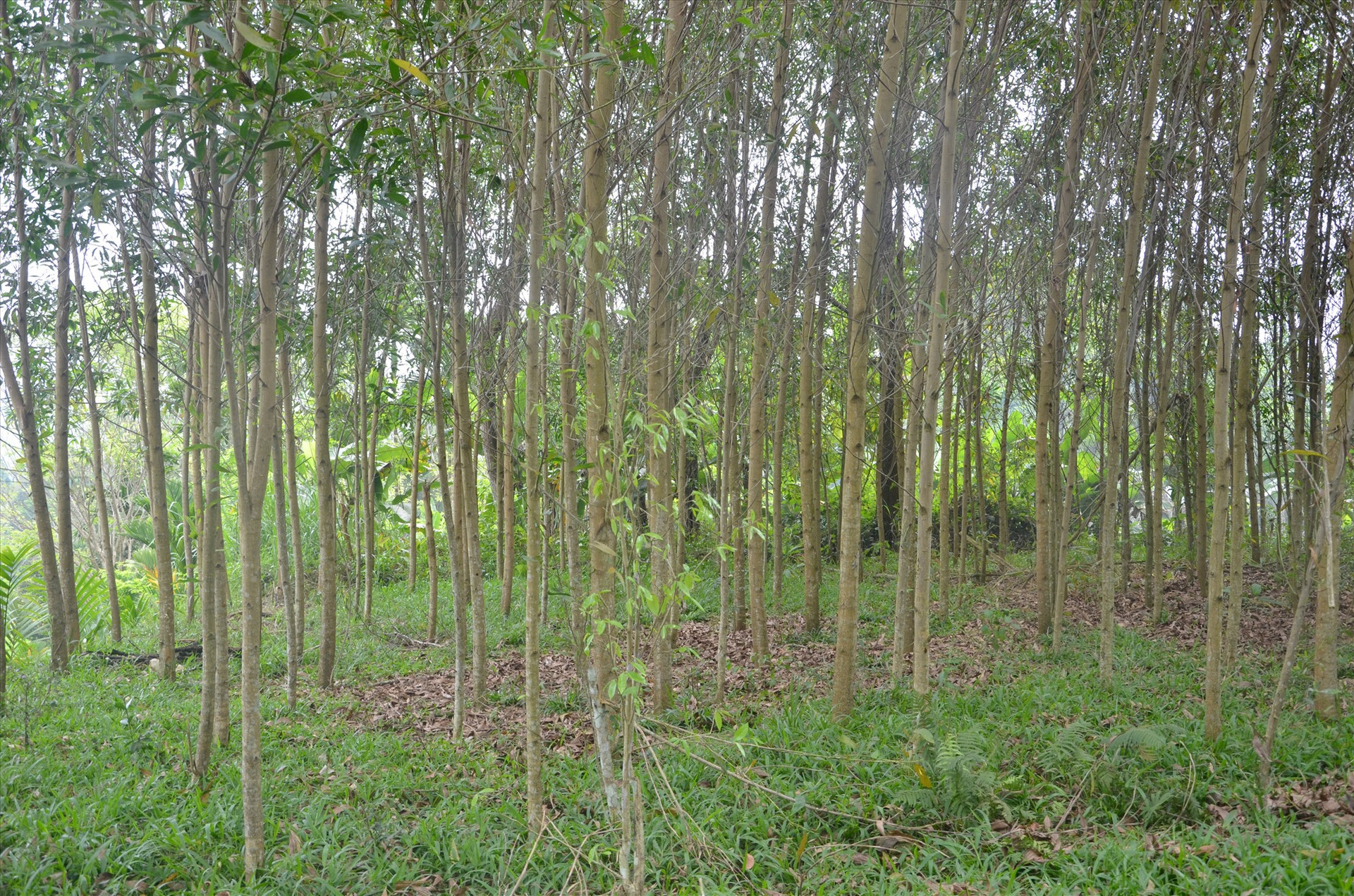 Cần ứng dụng KHCN sản xuất cây giống để tăng năng suất rừng trồng trên đơn vị diện tích.