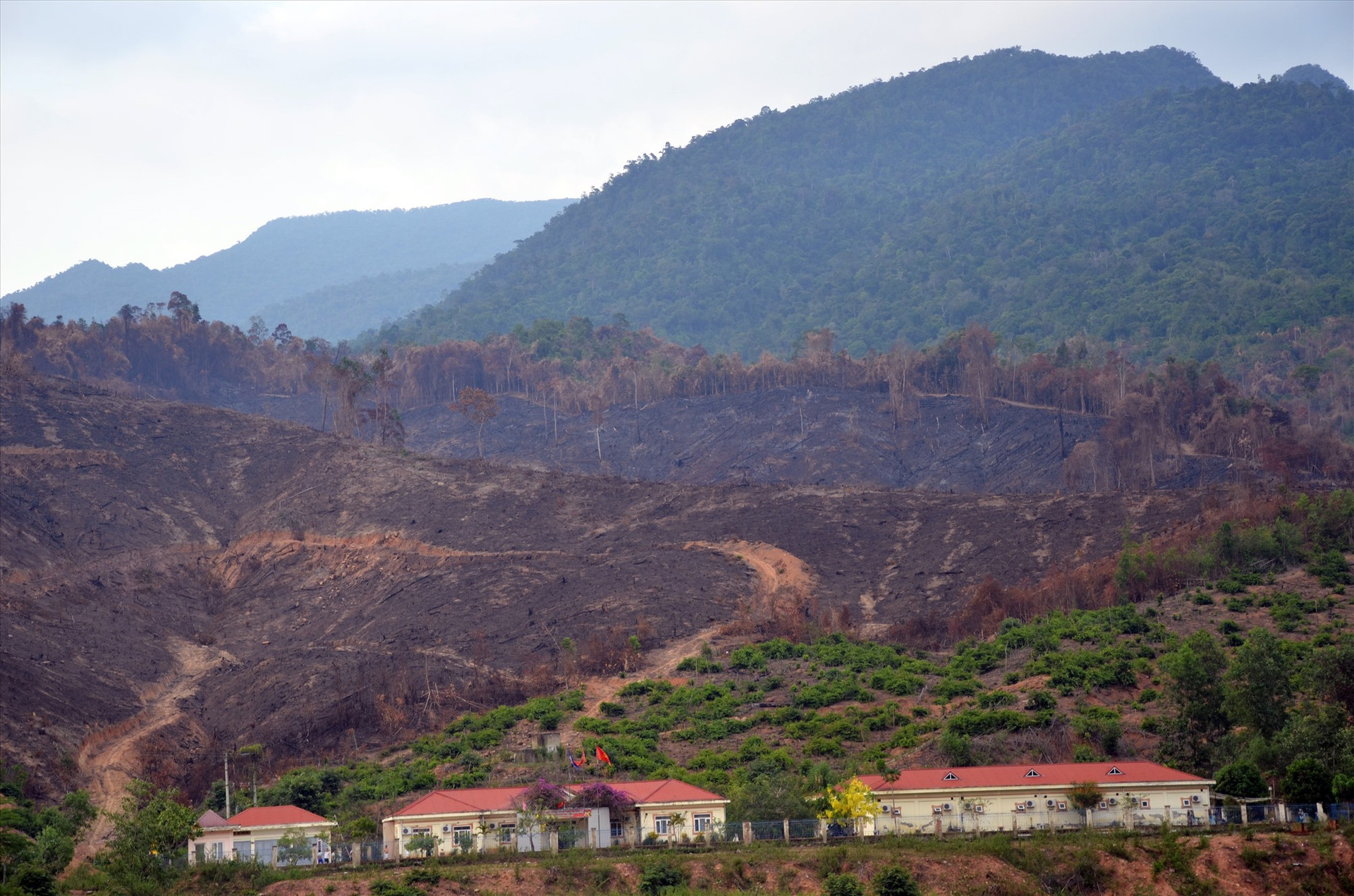 Vụ cháy rừng hồi tháng 5 thiêu rụi ít nhất 30ha rừng phòng hộ ở xã Mà Cooih (Đông Giang). Ảnh: TRẦN HỮU