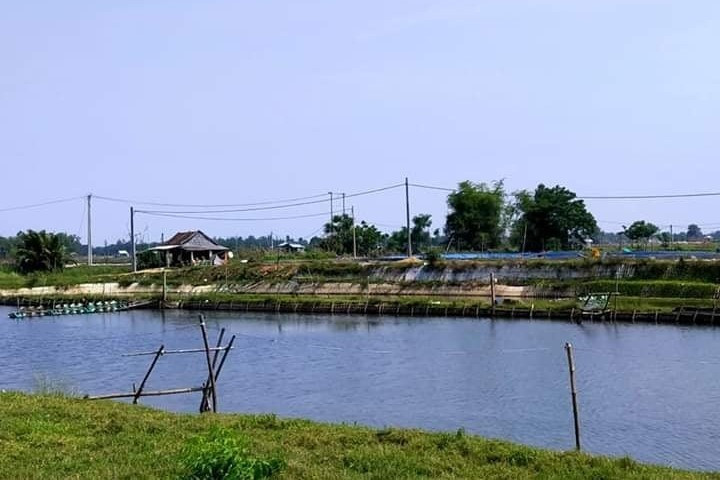 Hồ tôm thôn Vĩnh Nam, xã Duy Vinh (huyện Duy Xuyên). Ảnh: BÁ TOÀN