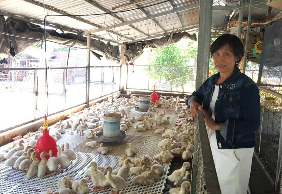 Chị Nguyễn Thị Thu hiện đang làm chủ cơ sở phân phối thức ăn chăn nuôi Hoàng Thu và trang trại chăn nuôi, trồng rau hữu cơ 3400m2 (đóng tại thị xã Điện Bàn). Ảnh: N.Trang