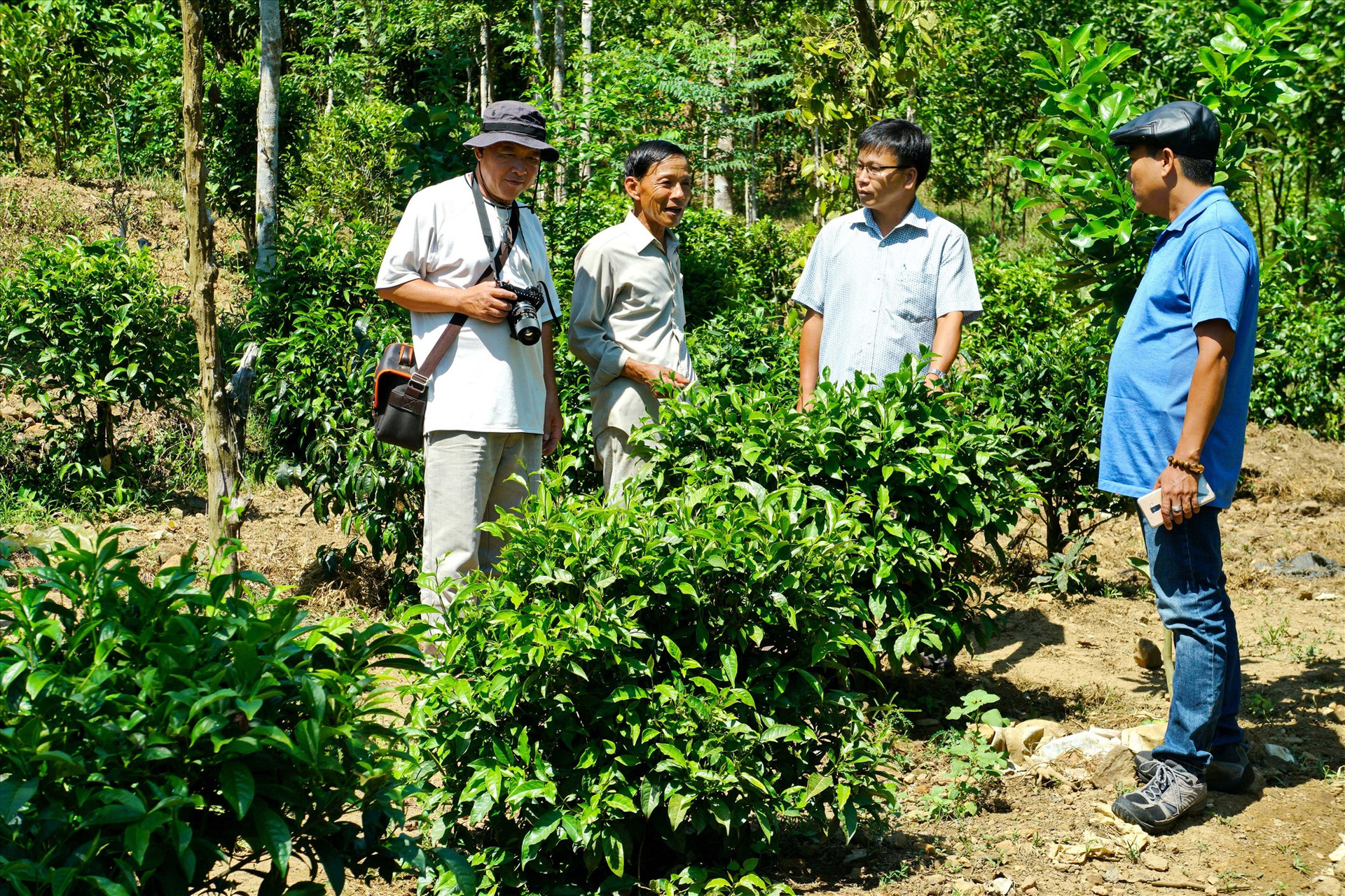 Ông Nguyễn Văn Hùng (người đứng thứ 2 từ trái sang) giới thiệu với khách tham quan về cây chè bản địa. Ảnh: NGUYỄN ĐIỆN NGỌC