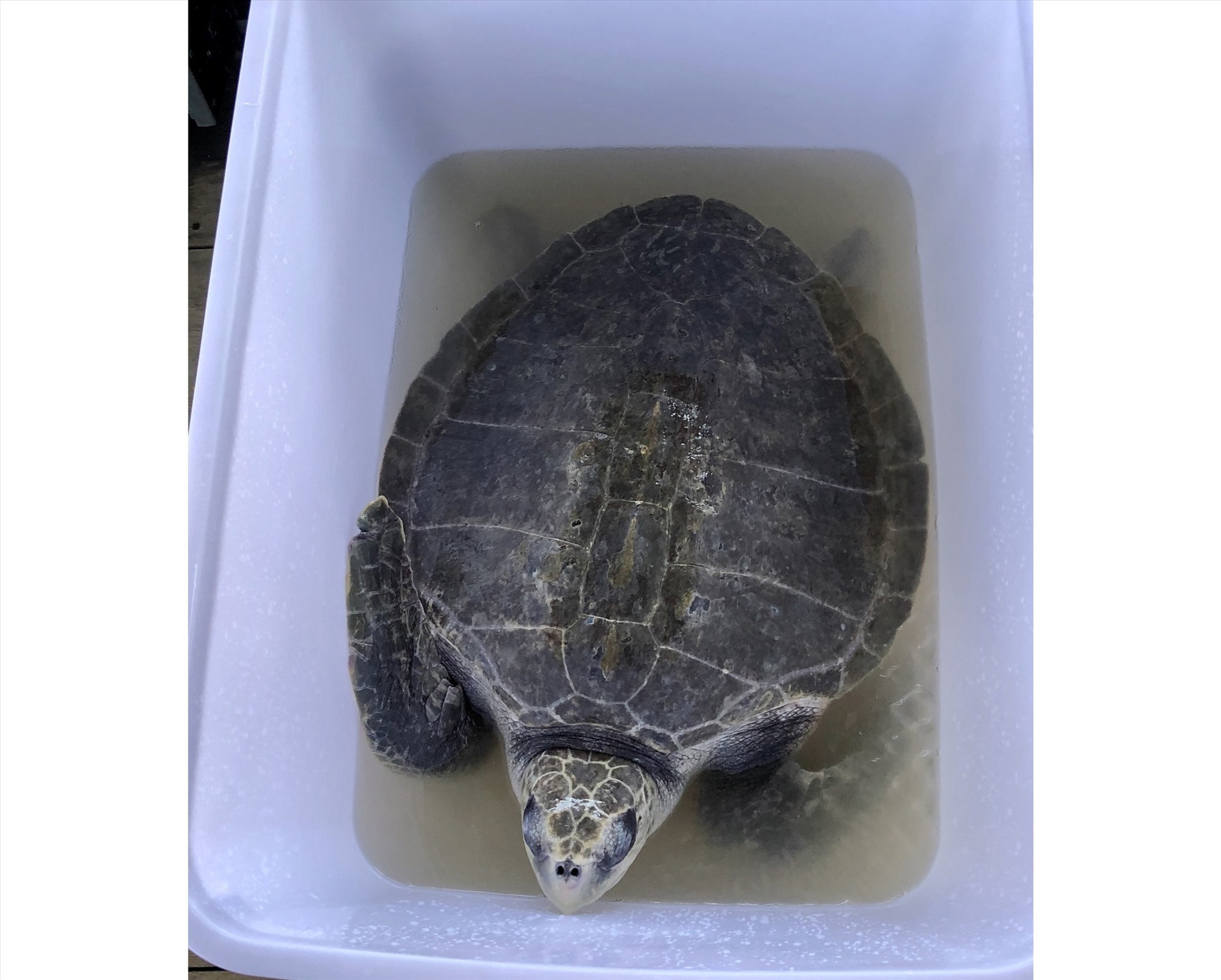 Cá thể rùa biển được thả về biển sau 5 tháng được cứu hộ chăm sóc đặc biệt