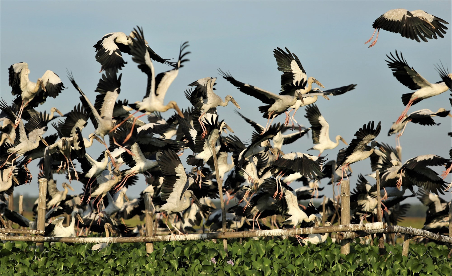 Đàn cò ốc bay về chuẩn bị đậu ở khu bãi cọc trên sông Đầm do người dân địa phương làm