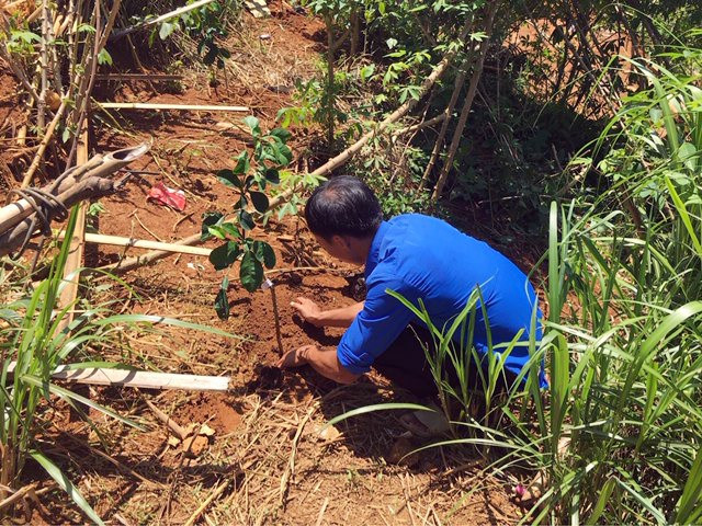 Huyện đoàn Nam Trà My giúp thanh niên khởi nghiệp trồng cây ăn quả. Ảnh: M.H