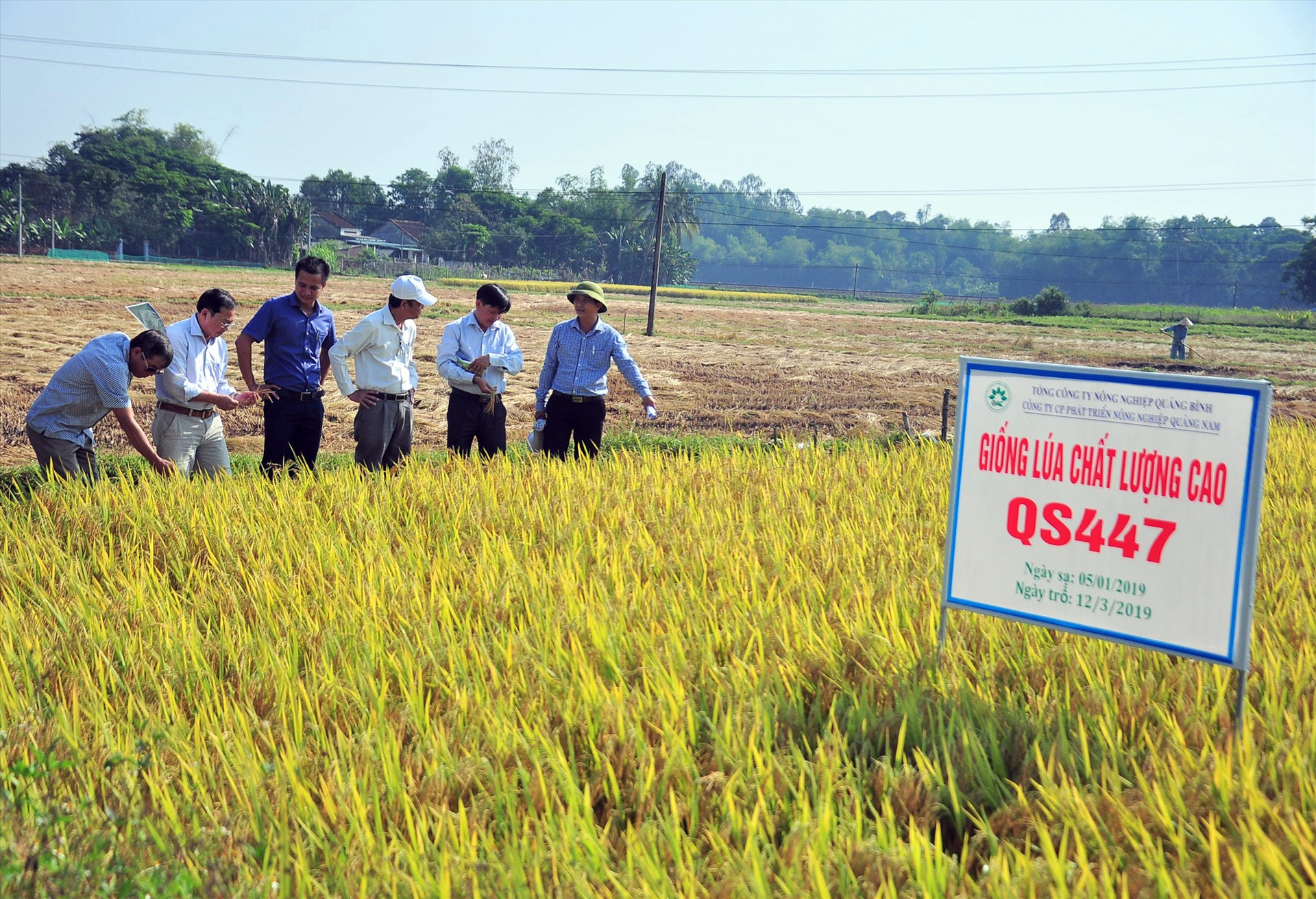 Huyện Phú Ninh xác định nông nghiệp vẫn là thành tố quan trọng của nền kinh tế 5 năm đến, trong đó định hướng phát triển nông nghiệp công nghệ cao. Ảnh: VINH ANH