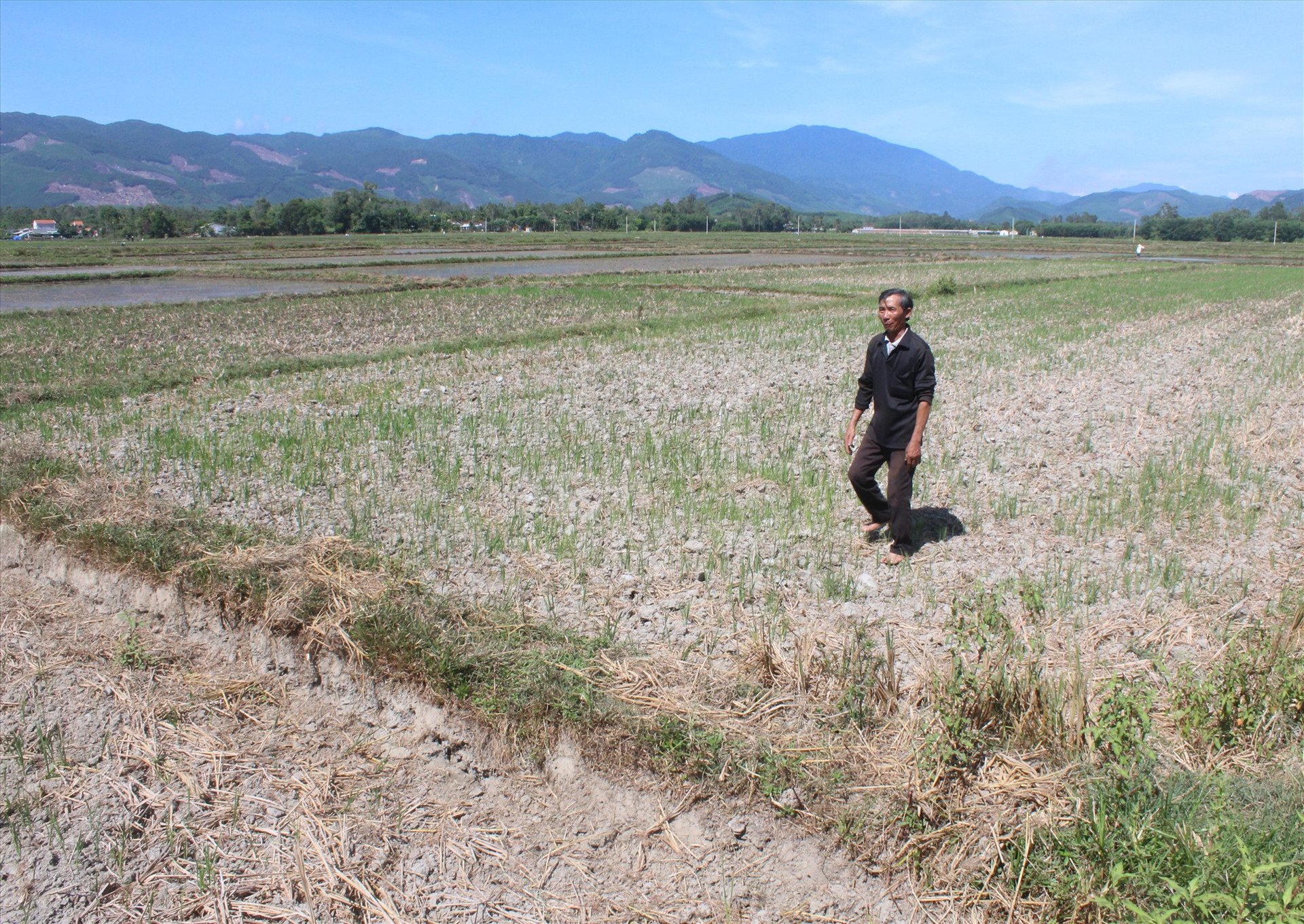 Ruộng khô hạn ở Núi Thành. Ảnh: VĂN PHIN
