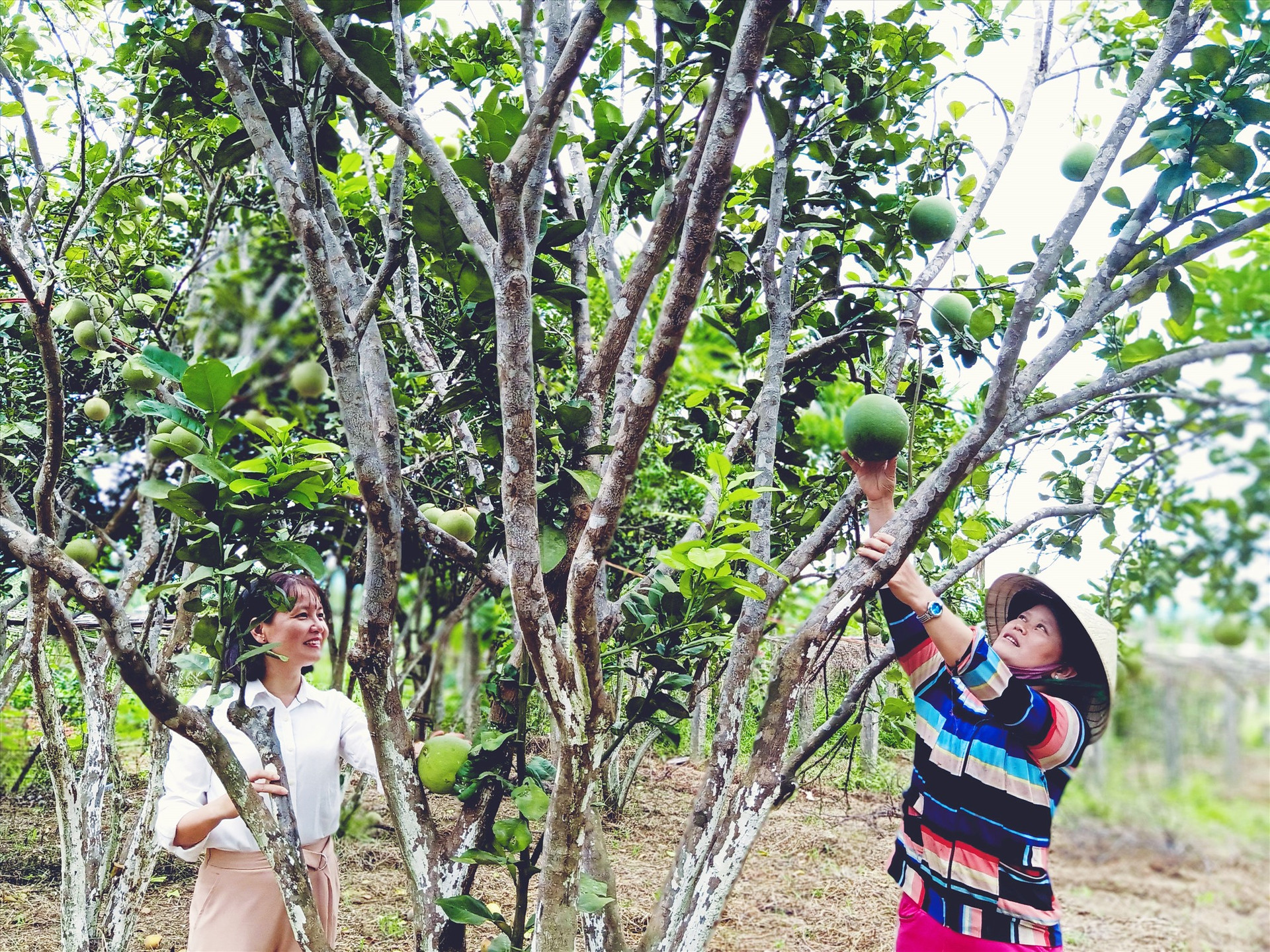 Phát triển kinh tế vườn giúp nhiều hộ dân ở Nông Sơn giảm nghèo. Ảnh: H.LIÊN