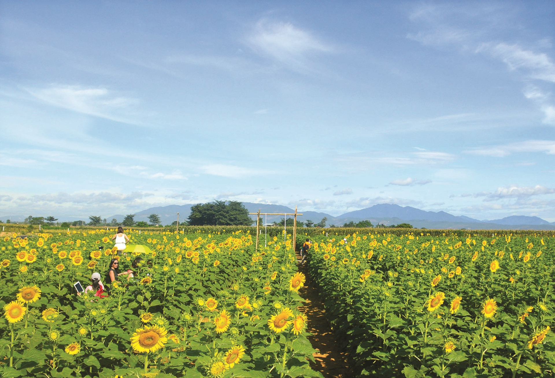 Cánh đồng hoa hướng dương là sản phẩm du lịch nông nghiệp mới, ấn tượng ở khu vực Gò Nổi. Ảnh: Q.T