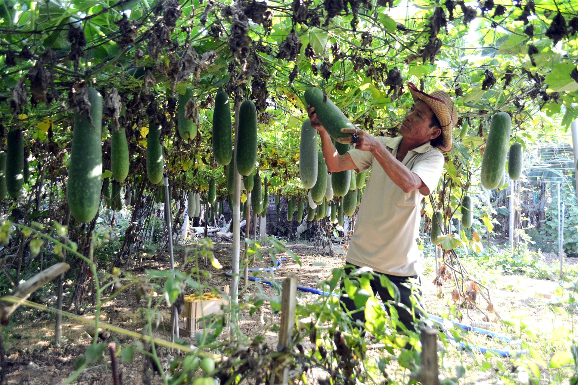 Người dân xã Đại Quang có nguồn thu nhập khá từ việc trồng bí đao trong các khu vườn mẫu. Ảnh: VĂN SỰ