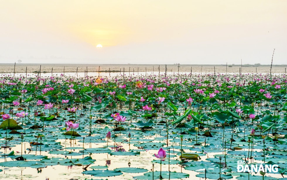 Sông Đầm là một vùng đầm phá mênh mông, có những dải sen, súng đẹp nên thơ.