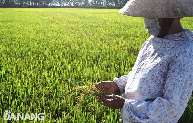 Cần thăm đồng thường xuyên để kịp thời chăm sóc, diệt trừ chuột, sâu bệnh hại lúa, bảo đảm sản xuất được mùa lúa vụ hè thu này. Trong ảnh: Một nông dân ra đồng trong thời gian giãn cách xã hội để theo dõi sâu bệnh hại lúa. Ảnh: HOÀNG HIỆP