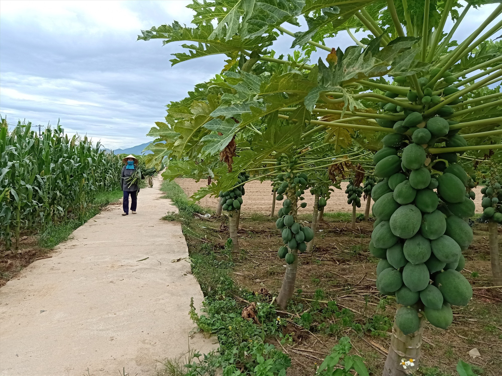 Nông sản ở Đại Lộc đang “tắc” đầu ra do dịch Covid-19. Ảnh: HOÀNG LIÊN