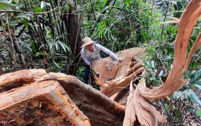 Hiện trường vụ phá rừng ở Bắc Trà My gần đây.