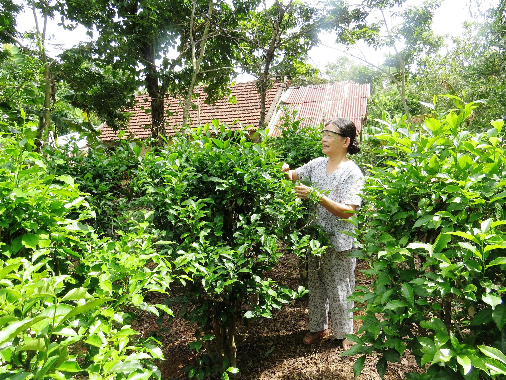 Mô hình trồng chè xanh An Bằng giúp tăng thu nhập từ kinh tế vườn xã Đại Thạnh. Ảnh: TRIÊU NHAN
