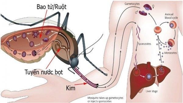 Cách muỗi truyền virus gây bệnh sốt xuất huyết (Ảnh Vnexpress)