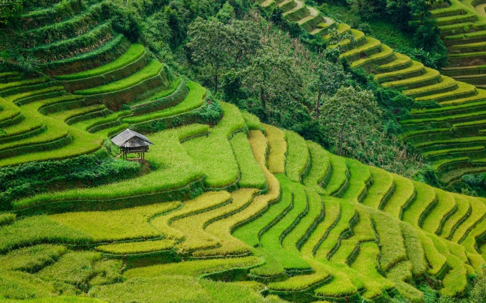 Terraced fields covered with fog in the early morning or with the green colour of rice and maize when the sun rises associated with the cone-shaped mountains are always impressive to visitors. Besides, ethnic villages in Sapa where traditional lifestyles are being maintained are also attractive to visitors.