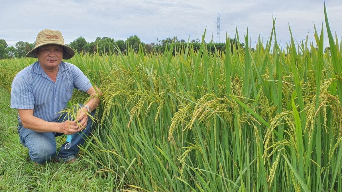 Climate-smart rice cultivation in Duc Bo field. Photo: nongnghiep.vn