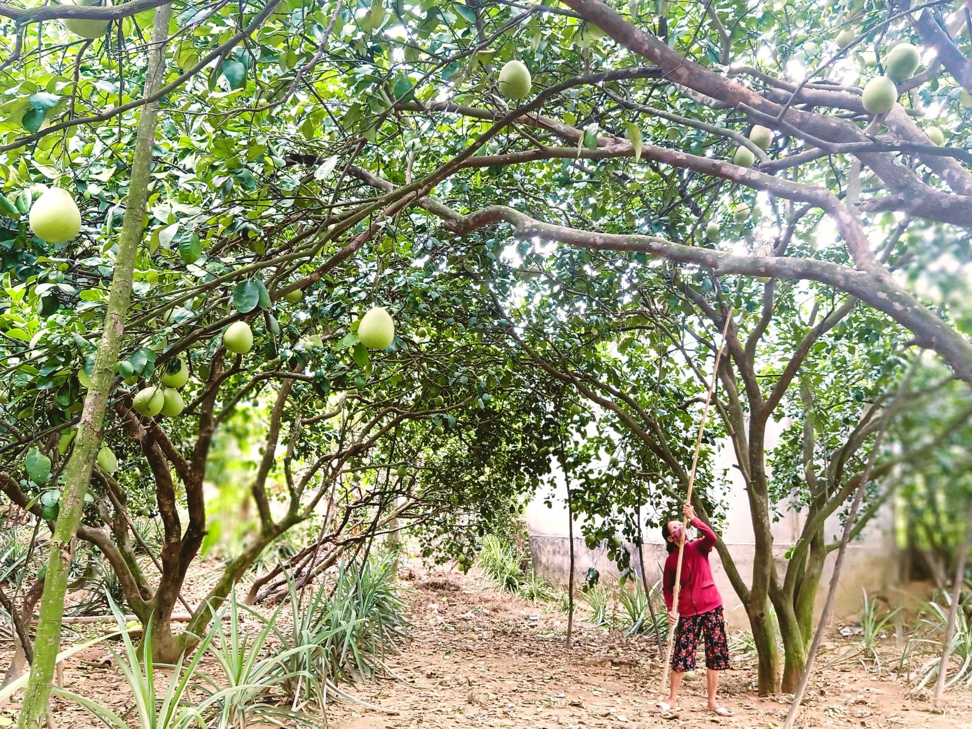 Vườn trái cây đặc sản Đại Bình đang trải qua mùa du lịch buồn. Ảnh: H.L