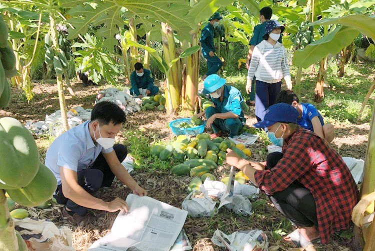 Lực lượng dân quân cùng cán bộ, công chức, viên chức xã Quế Trung hỗ trợ thu hái đu đủ tại vườn nhà ông Phan Khôi. Ảnh: PHAN VINH