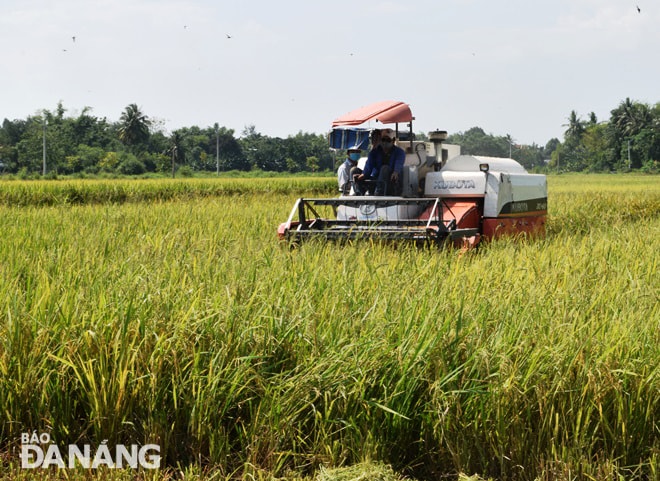 Thu hoạch lúa hè thu tại thôn Yến Nê 1, xã Hòa Tiến (huyện Hòa Vang), thôn đang bị phong tỏa để phóng chống Covid-19. Ảnh: HOÀNG HIỆP