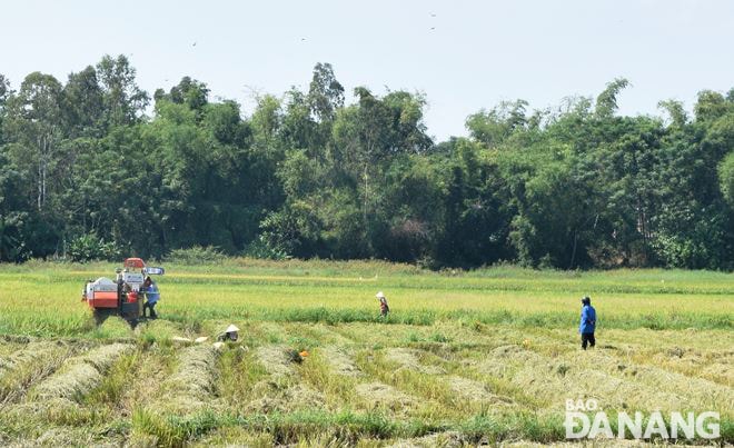 Việc thu hoạch lúa tại thôn đang phong tỏa Yến Nê 1 bảo đảm giãn cách xã hội, có thành viên tổ giám sát phòng chống Covid-19 (bìa phải) theo dõi để nhắc nhở, bảo đảm phòng chống dịch bệnh. Ảnh: HOÀNG HIỆP