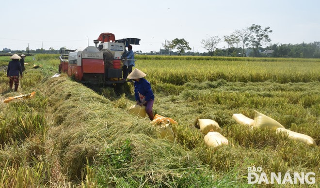 Mặc dù gặp nhiều khó khăn nhưng nông dân thôn Yến Nê 1 và xã Hòa Tiến vẫn được mùa lúa hè thu. Ảnh: HOÀNG HIỆP