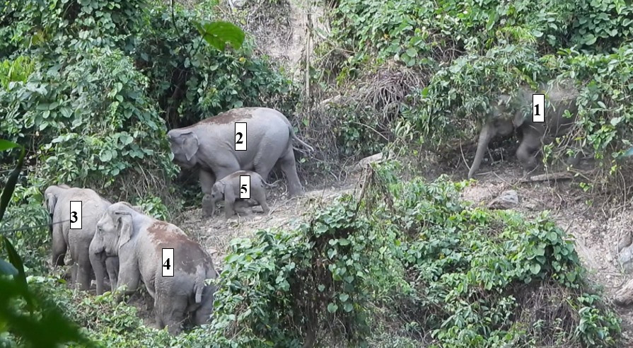 Đàn voi được ghi nhận tại Khu Bảo tồn loài và sinh cảnh voi thuộc huyện Nông Sơn. Ảnh: Dự án Trường Sơn xanh.
