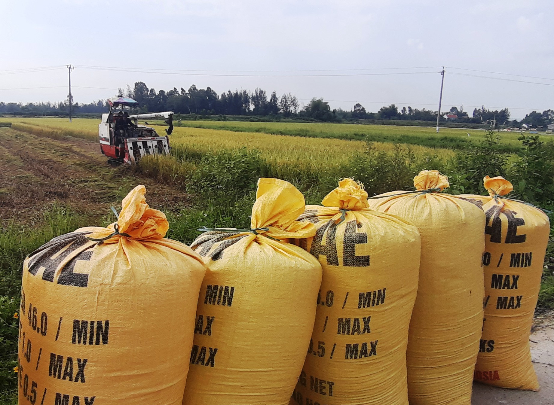 Nhiều địa phương huy động tối đa máy gặt đập liên hợp thu hoạch lúa theo phương thức “cuốn chiếu” phòng thiệt hại do mưa lũ bất thường. Ảnh: H.N
