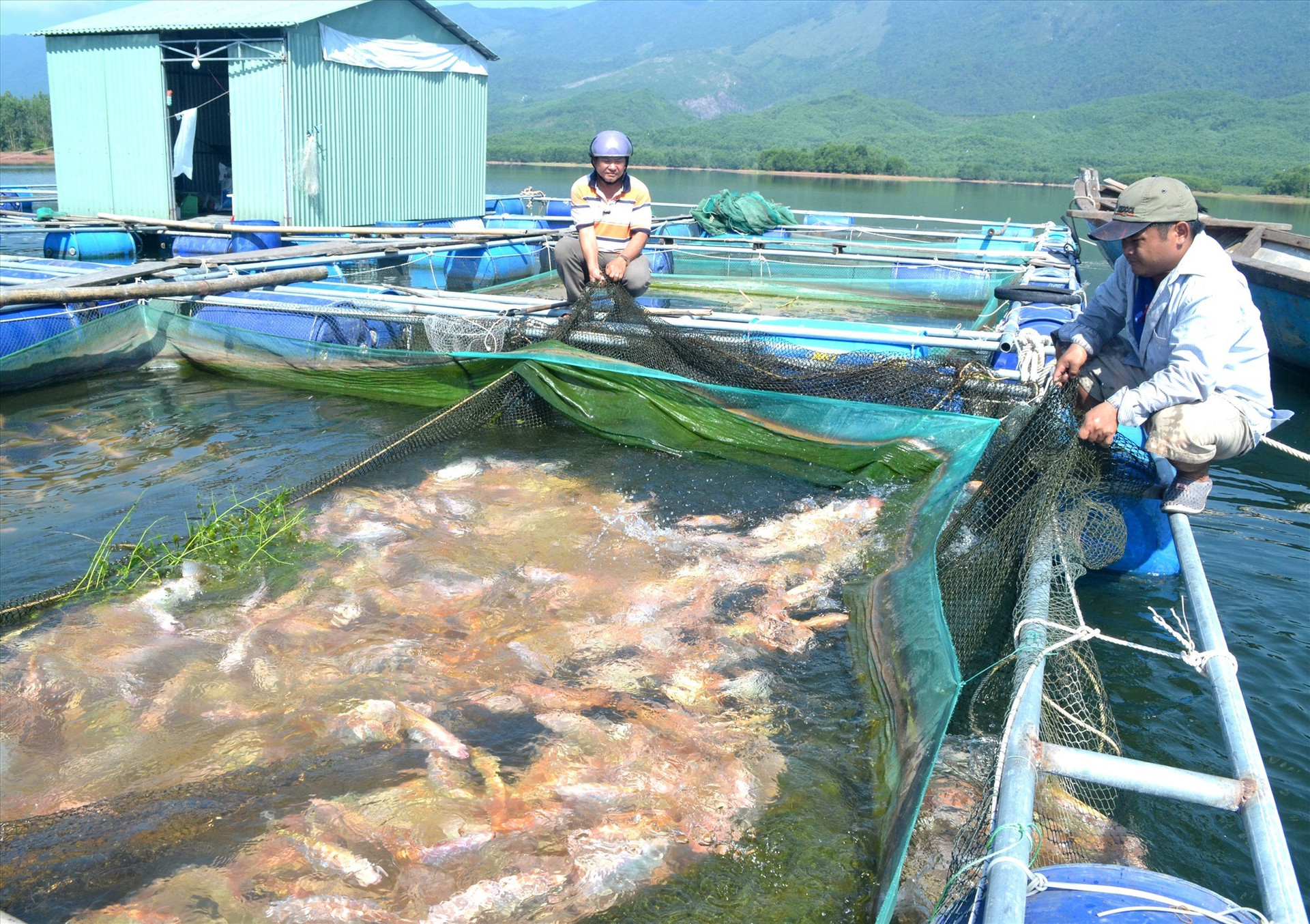 Difficulties in freshwater fish farming due to climate change