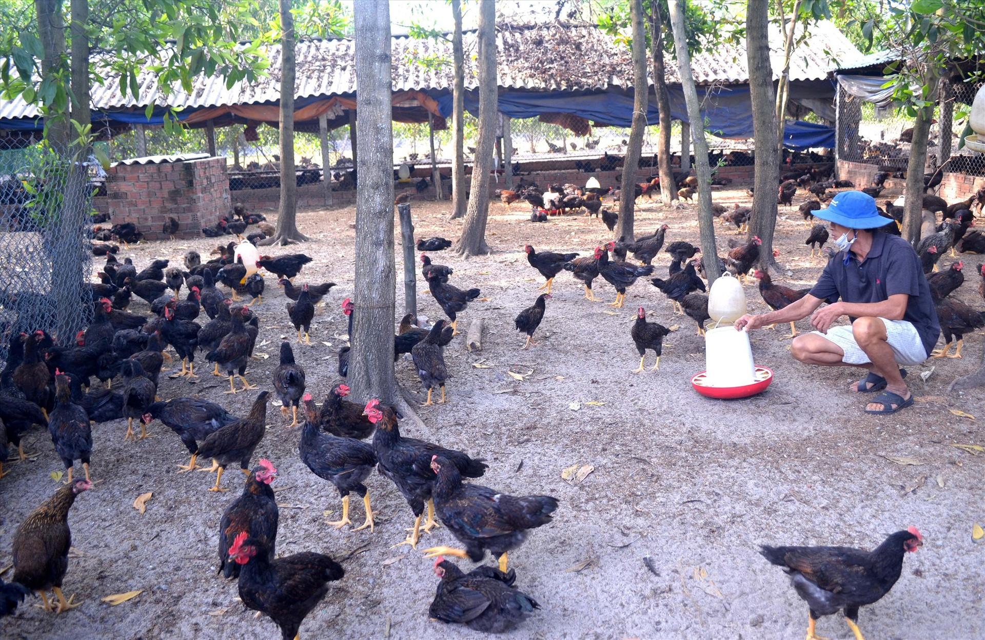 Ông Nguyễn Minh Đồng khó tiêu thụ 6 nghìn con gà thả vườn thương phẩm. Ảnh: V.N