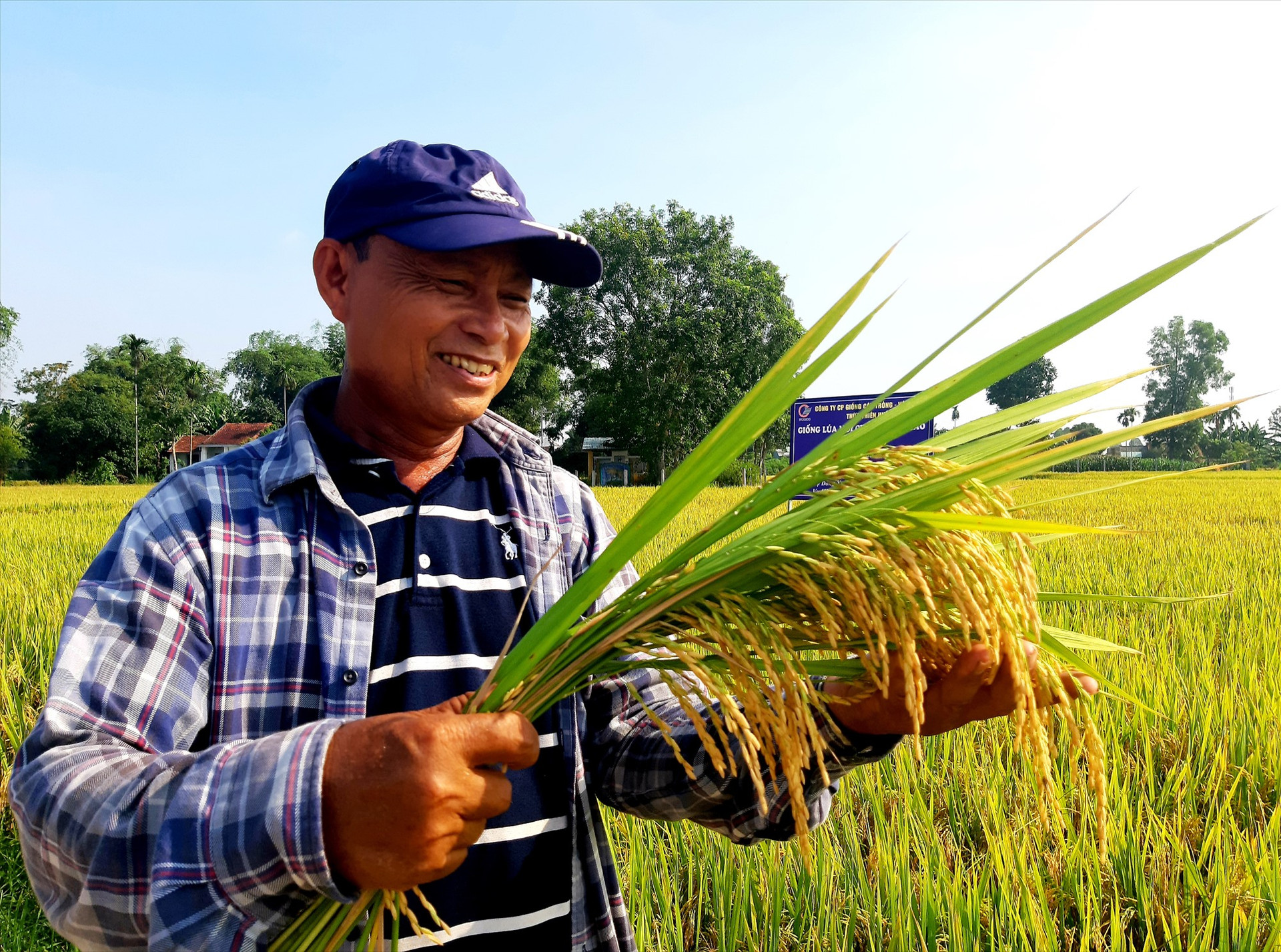 Nhiều nông dân ở xã Quế Phú rất phấn khởi vì vụ hè thu 2020 này hầu hết ruộng lúa thuần ĐT100 đều cho năng suất cao. Ảnh: N.P